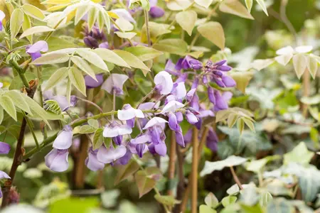 Wisteria sinensis 'Prolific' - 100-125 CM C2 + CANE - image 3