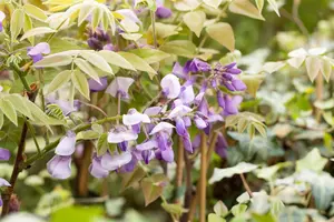 Wisteria sinensis 'Prolific' - 100-125 CM C2 + CANE - image 3