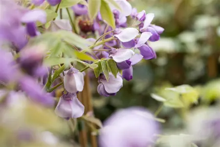 Wisteria sinensis 'Prolific' - 175-200 CM C20 + canes - image 4