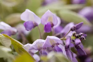 Wisteria sinensis 'Prolific' - SOLITAIR 200-250 CM C150 - image 5