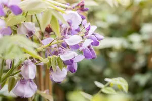 Wisteria sinensis 'Prolific' - 250-300 CM C10 - image 5