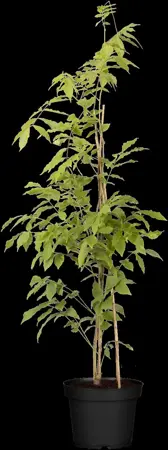 Wisteria sinensis 'Prolific' - 80-100 CM C2 - image 1