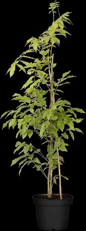 Wisteria sinensis 'Prolific' - 50-60 CM C4 - image 1
