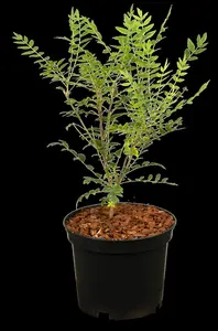 Xanthoceras sorbifolium