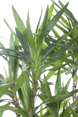 Yucca elephantipes - 100-125 CM C20 - image 1