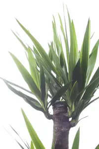 Yucca elephantipes - 100-125 CM C20 - image 4