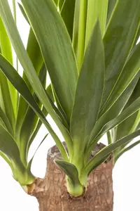Yucca elephantipes - 100-125 CM C20 - image 5
