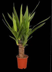 Yucca elephantipes - 125-150 CM C20 - image 5