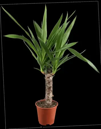 Yucca elephantipes - 125-150 CM C20 - image 2