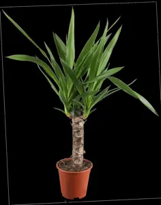 Yucca elephantipes - 125-150 CM C20 - image 2