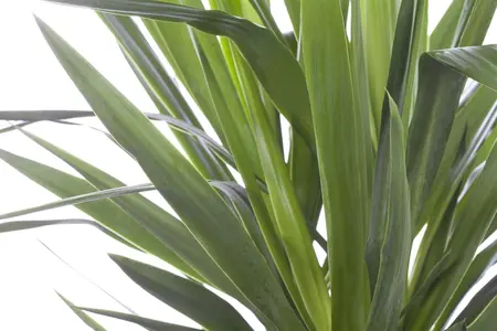 Yucca elephantipes - 100-125 CM C20 - image 2