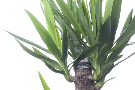 Yucca elephantipes - 100-125 CM C20 - image 3