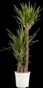 Yucca elephantipes - 125-150 CM C20 - image 5