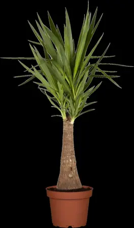 Yucca elephantipes - 125-150 CM C20 - image 4