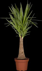 Yucca elephantipes - 125-150 CM C20 - image 4
