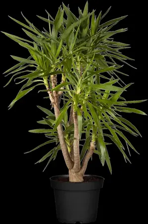 Yucca elephantipes - 125-150 CM C20 - image 3