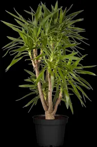 Yucca elephantipes - 125-150 CM C20 - image 3