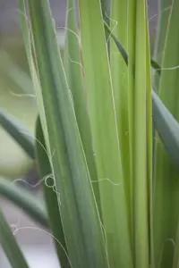 Yucca filamentosa