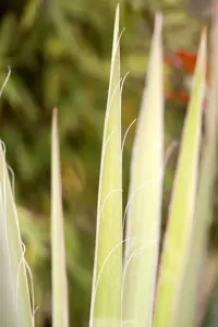 Yucca filamentosa - P9 - image 2