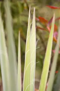 Yucca filamentosa - P9 - image 3