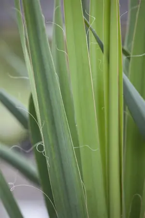 Yucca filamentosa - 40-50 CM C5 - image 1