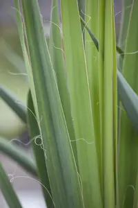 Yucca filamentosa - 2.5 Ltr pot - image 1