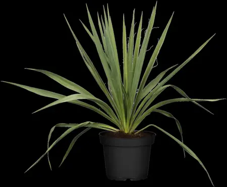 Yucca filamentosa - P9 - image 4