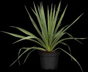 Yucca filamentosa - P9 - image 4