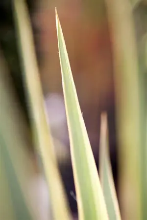Yucca filamentosa 'Bright Edge' - 5 Ltr pot - image 1