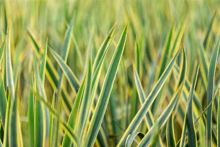 Yucca filamentosa 'Bright Edge' - 40-60 CM C10 - image 2