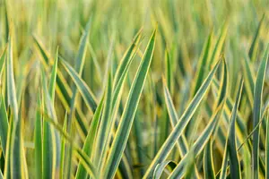 Yucca filamentosa 'Bright Edge' - 40-60 CM C10 - image 2