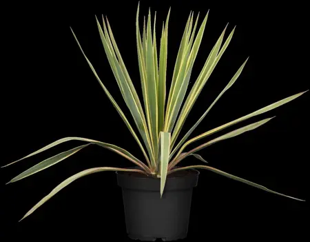 Yucca filamentosa 'Bright Edge' - 2.5 Ltr pot - image 2