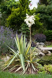 Yucca filam. 'Color Guard' - C3.5 - image 3