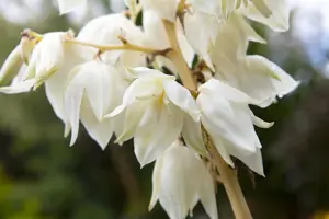 Yucca filam. 'Color Guard' - 2 Ltr pot - image 3