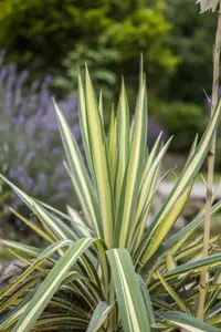 Yucca filamentosa 'Gold Heart'
