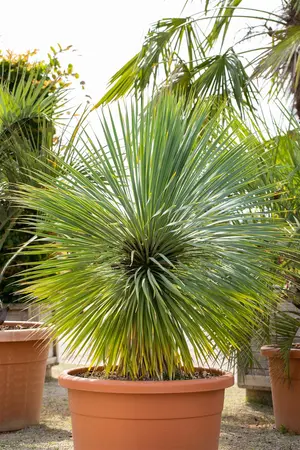 Yucca rostrata - 3 Ltr pot