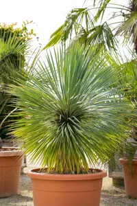 Yucca rostrata 'Sapphire Skies' - 5 Ltr pot - image 2