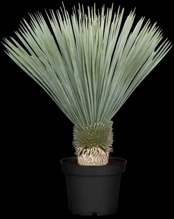 Yucca rostrata 'Sapphire Skies' - 5 Ltr pot - image 1