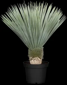 Yucca rostrata 'Sapphire Skies' - 5 Ltr pot - image 2