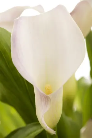 Zantedeschia aethiopica - 17 cm aquatic basket - image 2