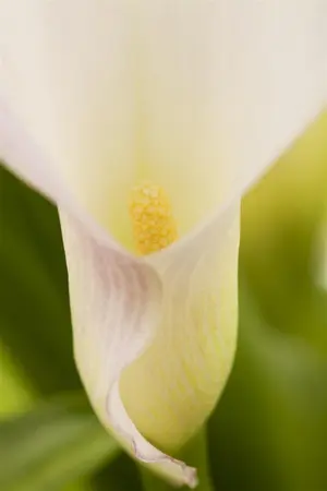 Zantedeschia aethiopica - 17 cm aquatic basket - image 3