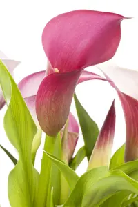 Zantedeschia aethiopica - 17 cm aquatic basket - image 5