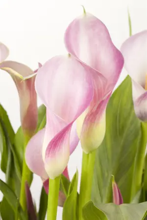 Zantedeschia aethiopica - flower bulb 18/20 - image 5