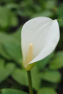 Zantedeschia aethiopica - 17 cm aquatic basket - image 4