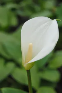 Zantedeschia aethiopica - flower bulb 18/20 - image 3
