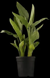 Zantedeschia aethiopica - P9 - image 5