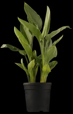 Zantedeschia aethiopica - 17 cm aquatic basket - image 1