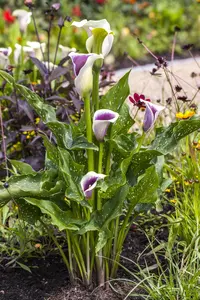 Zantedeschia 'Picasso' (purple/creme) - flower bulb 24/26 - image 4