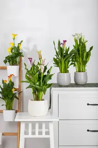 Zantedeschia 'Picasso' (purple/creme) - flower bulb 24/26 - image 2