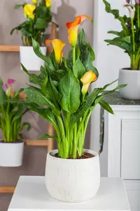 Zantedeschia 'Picasso' (purple/creme) - flower bulb 24/26 - image 3